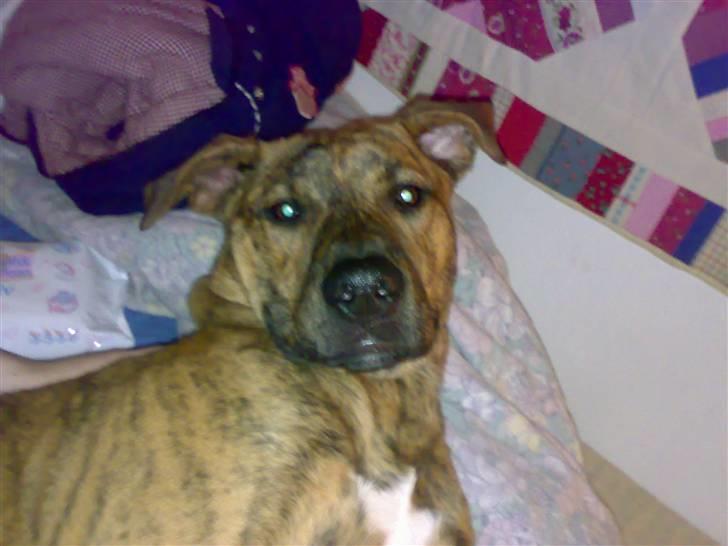 Blanding af racer Simba billede 12