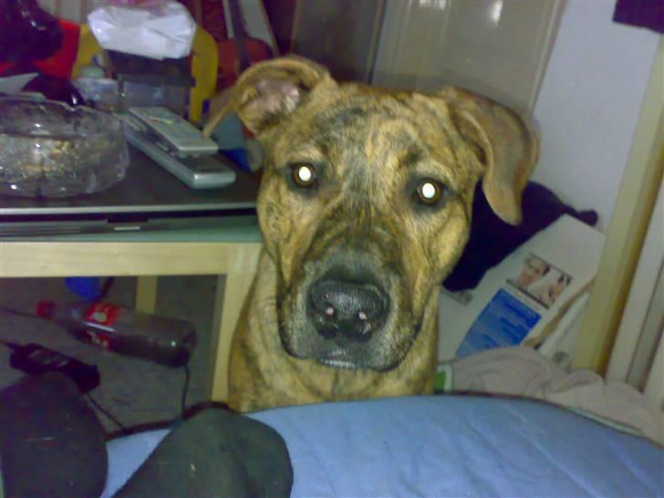 Blanding af racer Simba billede 13