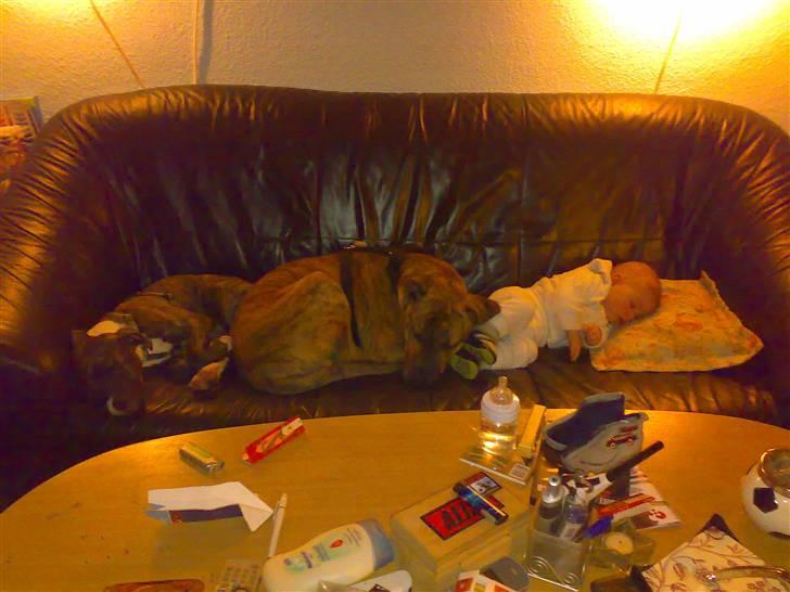 Blanding af racer Simba billede 14