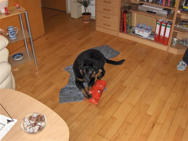 Blanding af racer bella - min julegave billede 11