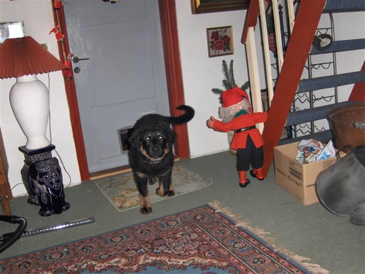 Blanding af racer bella billede 12