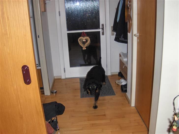 Blanding af racer bella billede 13