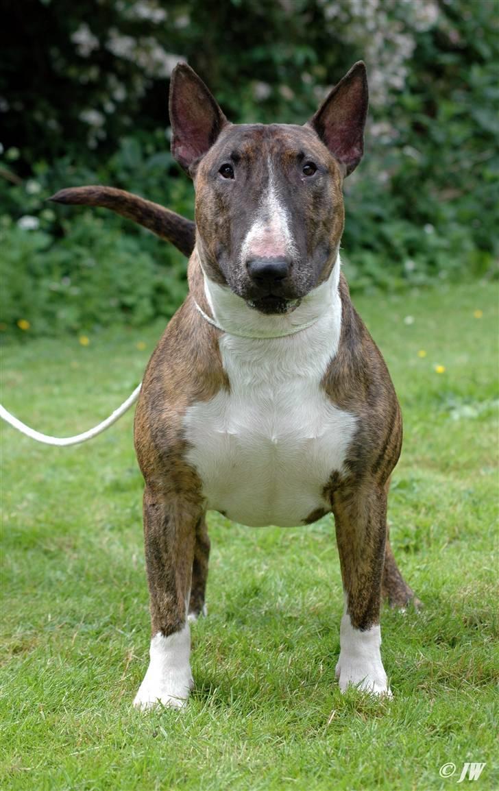 Bullterrier Zagus - Zagus front billede 2