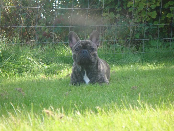 Fransk bulldog A La Coccios Rino (Eddy) - Hvor kan jeg se farlig ud.... billede 1