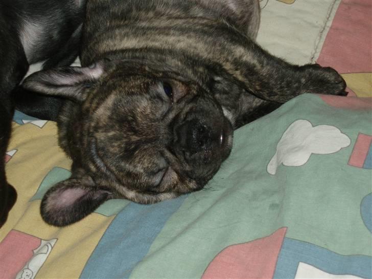 Fransk bulldog A La Coccios Rino (Eddy) billede 2