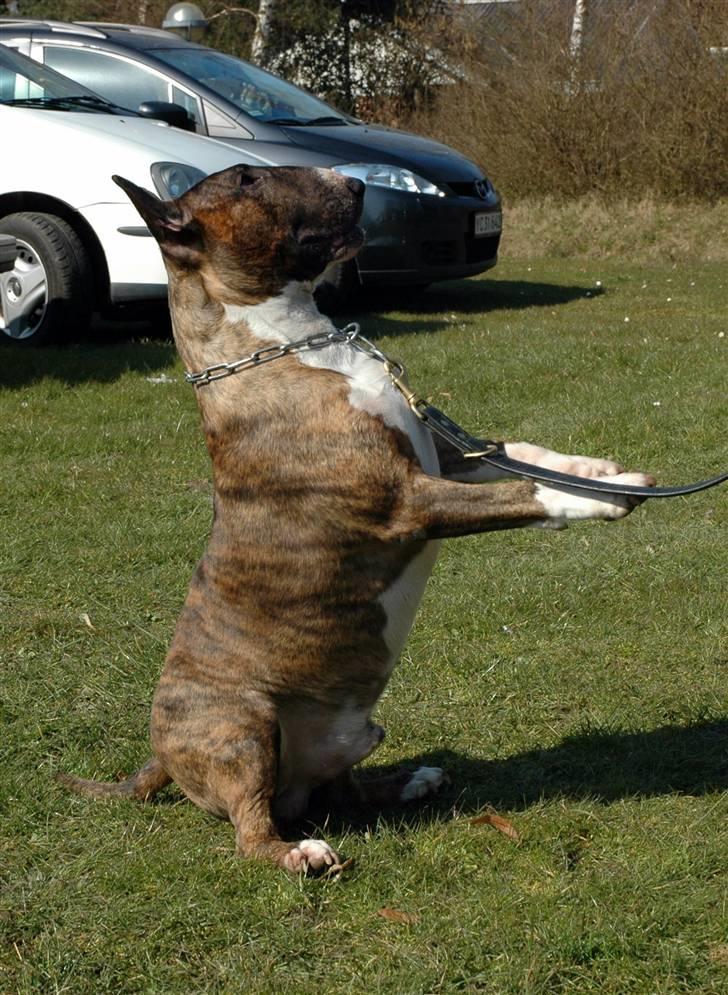 Bullterrier Zagus billede 3