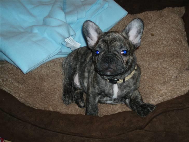 Fransk bulldog A La Coccios Rino (Eddy) billede 3