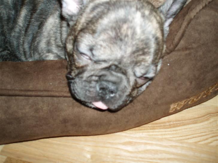Fransk bulldog A La Coccios Rino (Eddy) - ZzZZZzzzZz billede 4