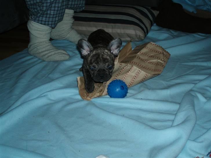 Fransk bulldog A La Coccios Rino (Eddy) billede 5