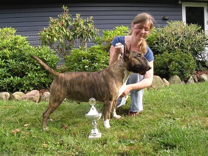 Bullterrier Zagus - Lige hjemvendt efter en udstilling i Krakow, Polen billede 5