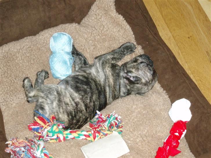 Fransk bulldog A La Coccios Rino (Eddy) billede 6