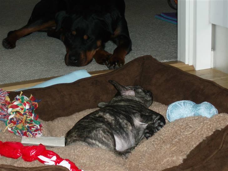 Fransk bulldog A La Coccios Rino (Eddy) - Her ligger tante Tosca og passer på mig juleaften.  billede 7