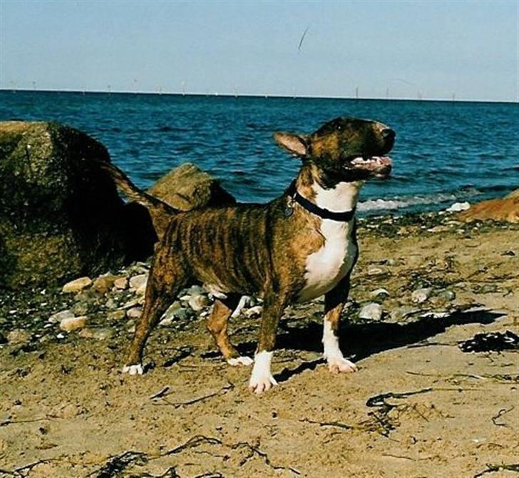 Bullterrier Zagus billede 8