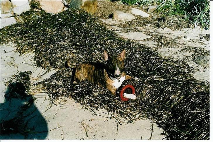 Bullterrier Zagus billede 9