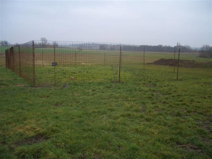 Rottweiler Ozzy  billede 11