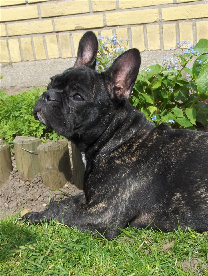 Fransk bulldog Molly - Prinsessen nyder livet billede 1