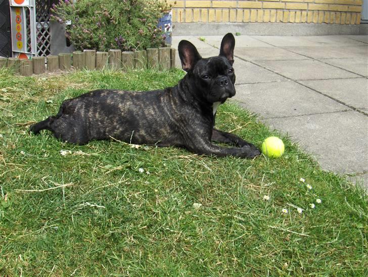 Fransk bulldog Molly billede 2