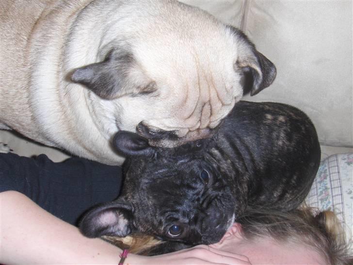 Fransk bulldog Molly - hubert bider Molly i øret, som bider Maria i øret. Hehe billede 3