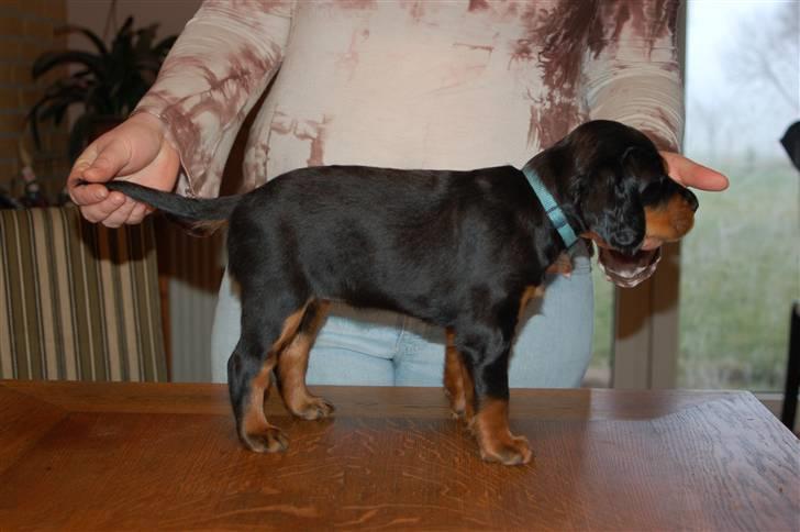 Gordon setter Wøkk´s A.Lajka - 6 uger billede 11