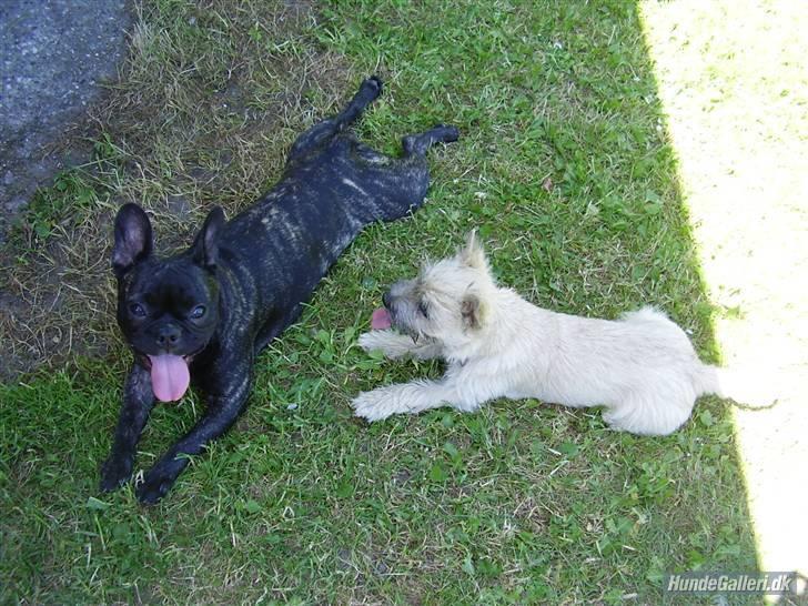 Fransk bulldog Molly - Chanel og Molly i haven en varm sommerdag.. billede 4