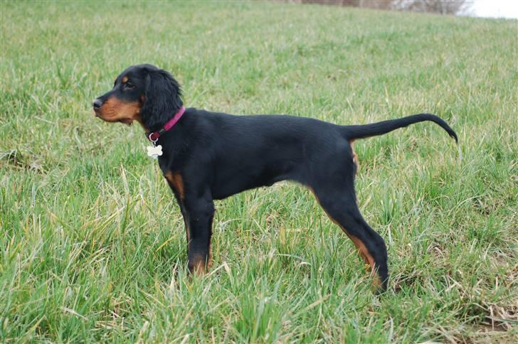 Gordon setter Wøkk´s A.Lajka - 3 ½ mdr billede 12