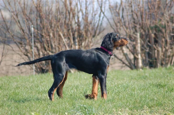 Gordon setter Wøkk´s A.Lajka - 5 mdr. billede 13