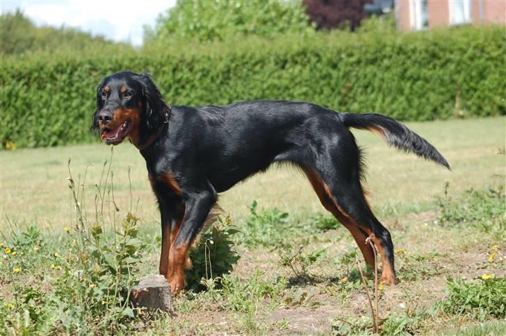 Gordon setter Wøkk´s A.Lajka - 8 mdr. billede 14