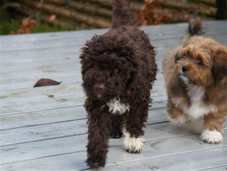 Lagotto romagnolo Mango - Min fætter Sofus løber i røven af mig hele tide. billede 8