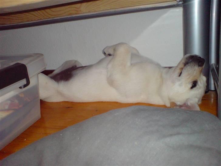 Labrador retriever Rolex billede 18