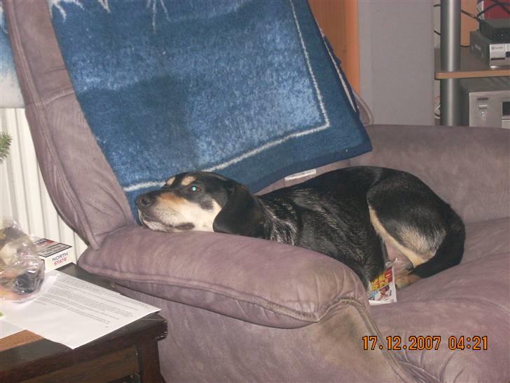 Blanding af racer Basse (solgt)  billede 14