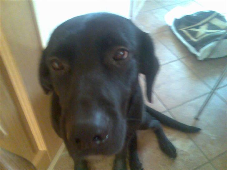 Blanding af racer Sheeba billede 17