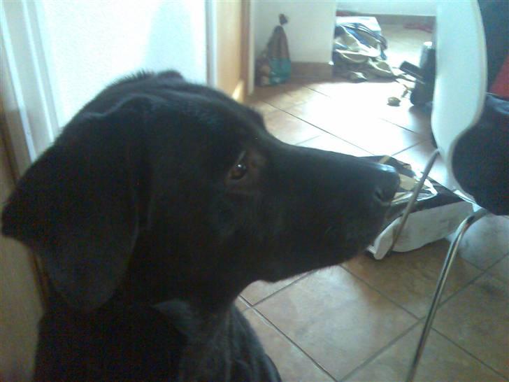 Blanding af racer Sheeba billede 18