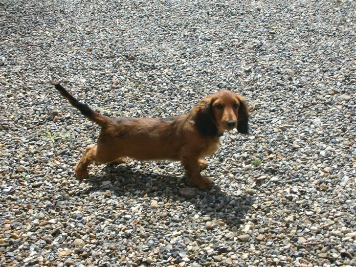 Gravhund Gizmo billede 8