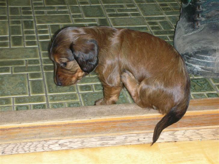 Gravhund Gizmo billede 9