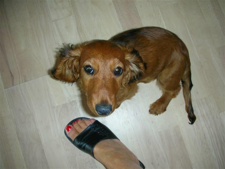 Gravhund Gizmo billede 10