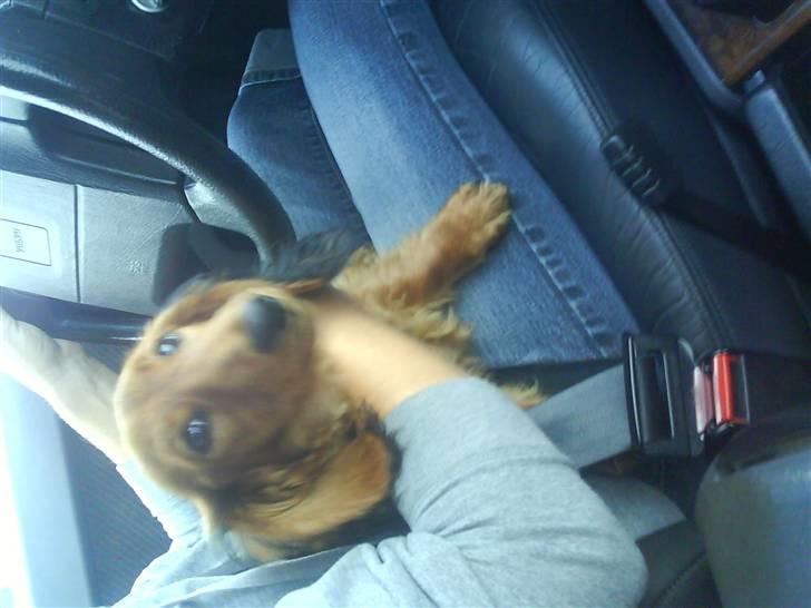 Gravhund Gizmo billede 11