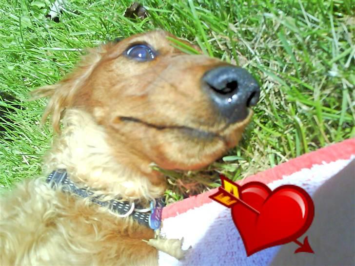 Gravhund Gizmo billede 12