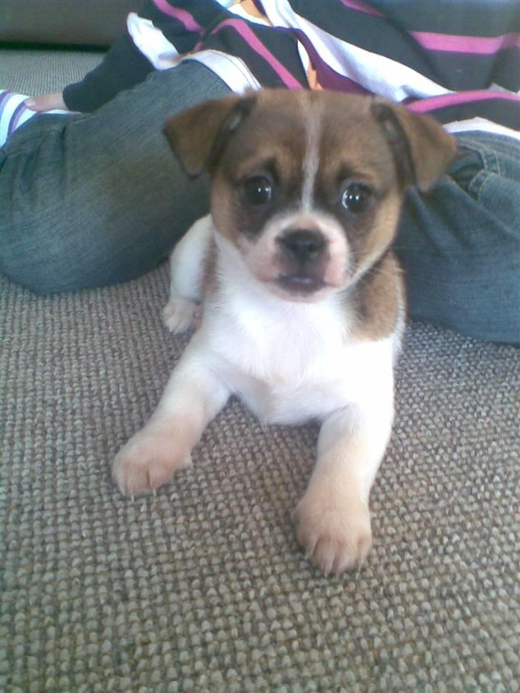 Blanding af racer Tuc billede 1