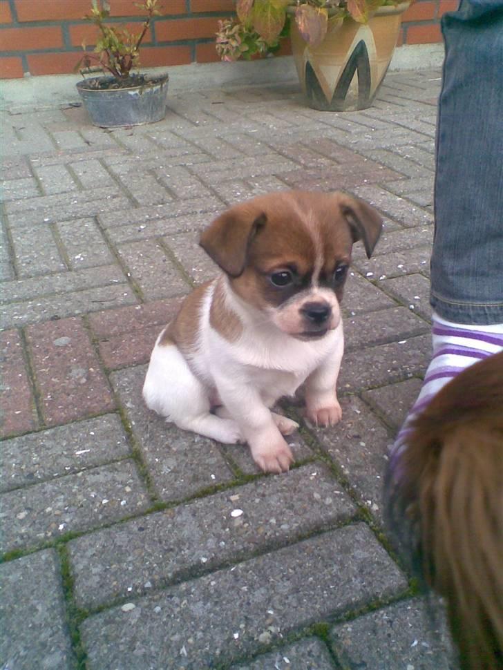 Blanding af racer Tuc billede 2