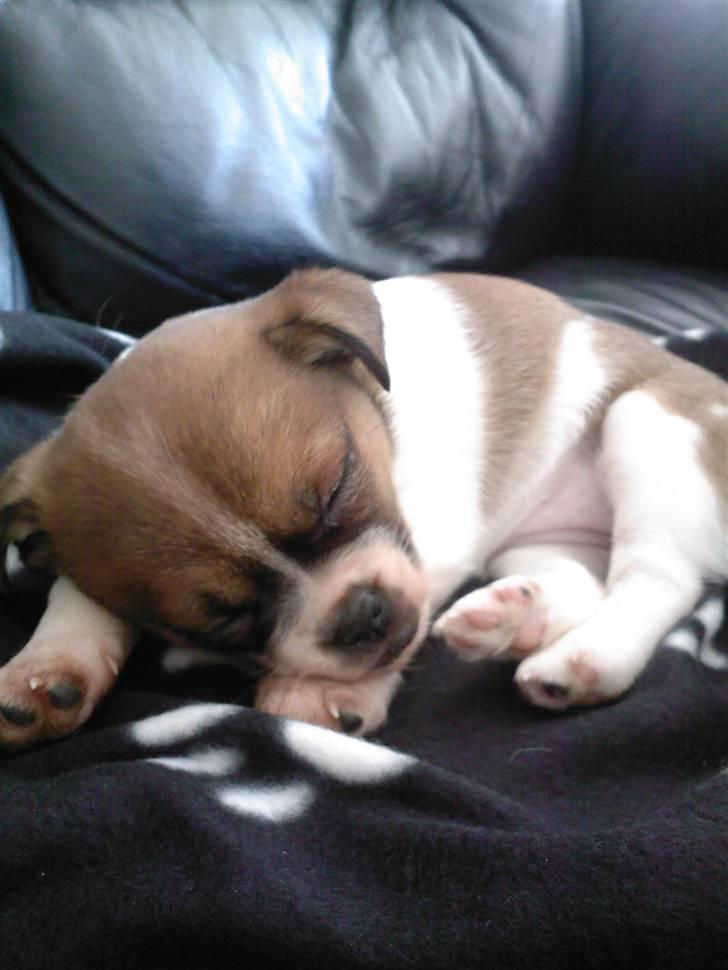 Blanding af racer Tuc billede 3