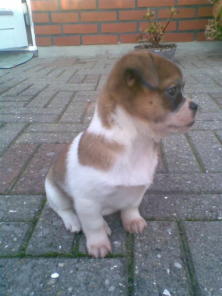 Blanding af racer Tuc billede 4