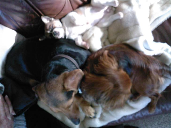 Blanding af racer Tuc billede 5