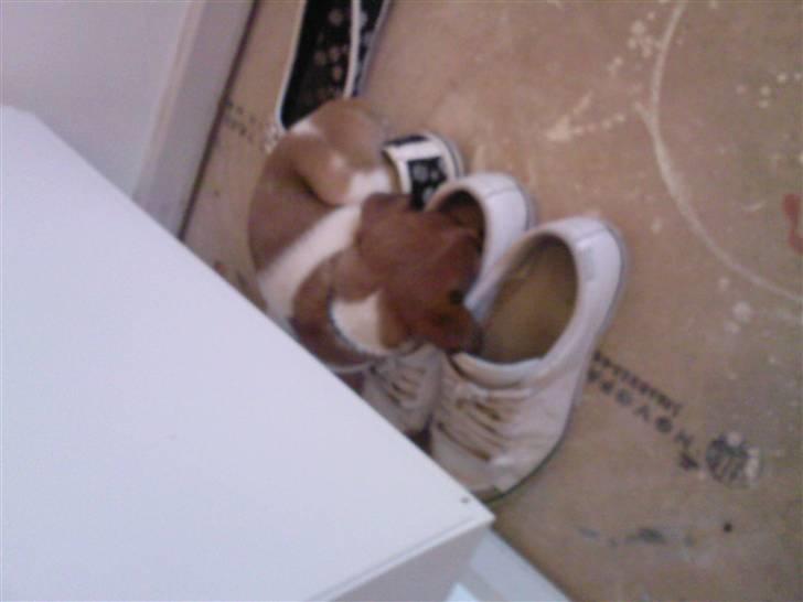 Blanding af racer Tuc billede 6