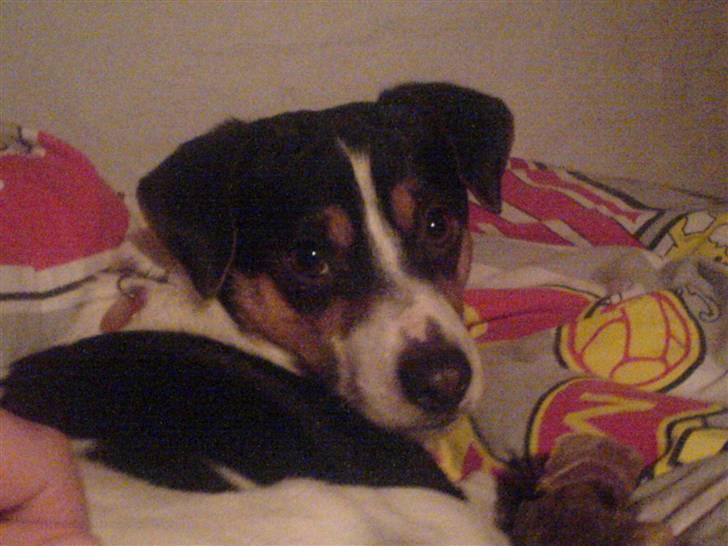 Dansk svensk gaardhund Fonzzi - Fonzzi billede 1