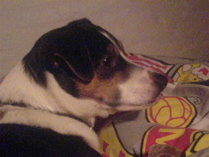 Dansk svensk gaardhund Fonzzi - jeg orker altså ikke at gå ud os se hvad det er:| billede 2