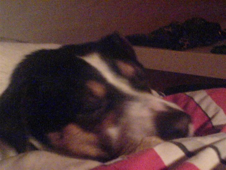 Dansk svensk gaardhund Fonzzi - sove billede 3