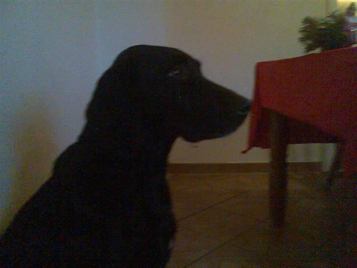 Blanding af racer Tøsen billede 13