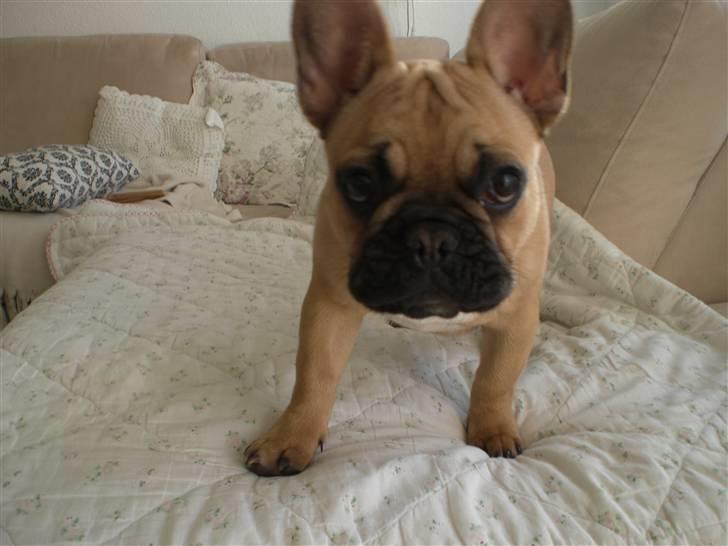 Fransk bulldog Ludvig - Det min sofa!!! billede 18