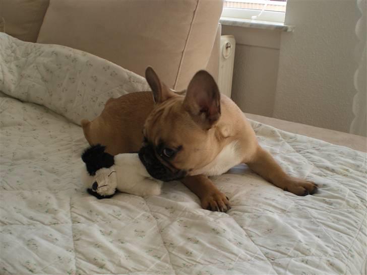 Fransk bulldog Ludvig - Du må ikke få min bamse! billede 19