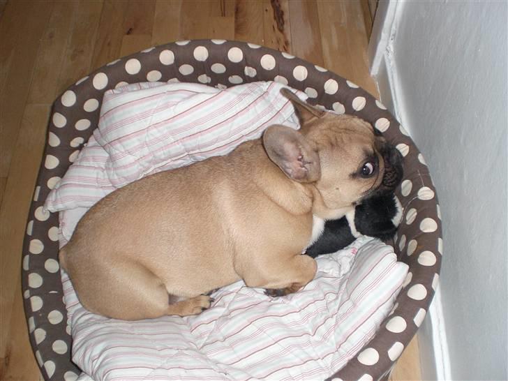 Fransk bulldog Ludvig - jeg ligger lige og sover med min bamse... billede 20